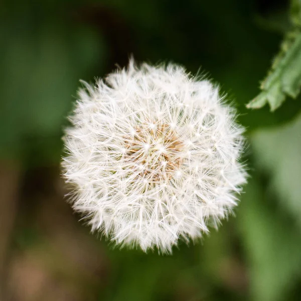 Closeup Dandelion Blurred Background — Stockfoto