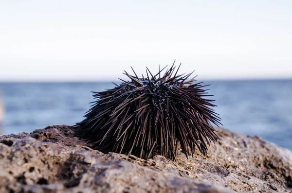 Sea Urchin Rock Ocean Background — Stock Photo, Image
