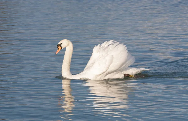 Close Shot White Swan Lake — Fotografia de Stock