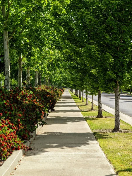 Una Strada Tra Alberi Verdi Una Mattina Sole — Foto Stock