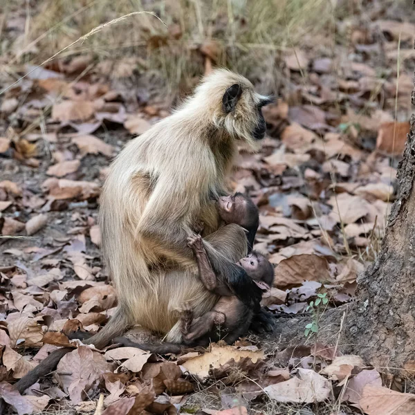 Gray Langurs Mother Two Babies Monkeys India Madhya Pradesh — стоковое фото