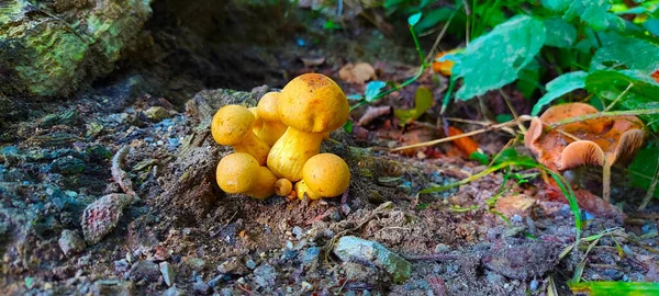 small yellow mushrooms on forest ground