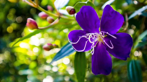 Closeup Bright Flower Park — Stock Photo, Image