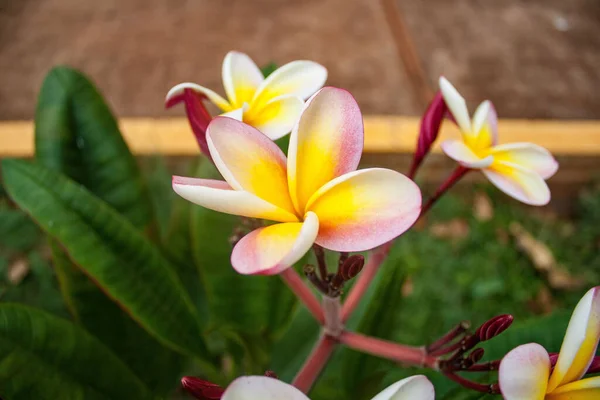 Eine Nahaufnahme Der Schönen Frangipani Blume Mit Grünen Blättern — Stockfoto