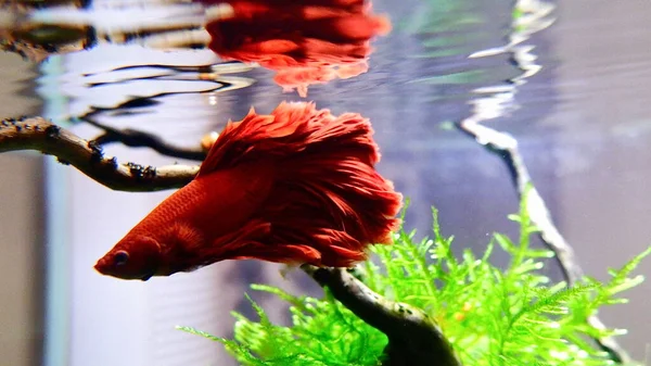 Pesce Siamese Rosso Che Combatte Acquario Primo Piano — Foto Stock