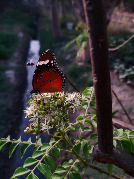 Vertical Shot Peacock Butterfly White Flower — Stok fotoğraf