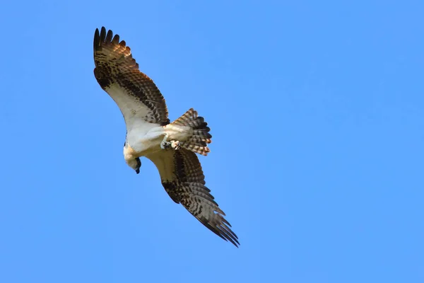 青い空を飛ぶ鷲のクローズアップ — ストック写真