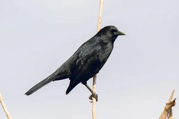 Selective Focus Shot Blackbird Perched Branch —  Fotos de Stock