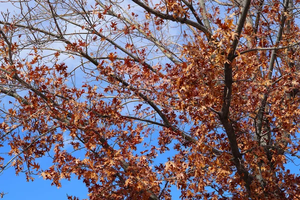 Ein Flacher Blick Auf Schöne Bäume Herbst — Stockfoto