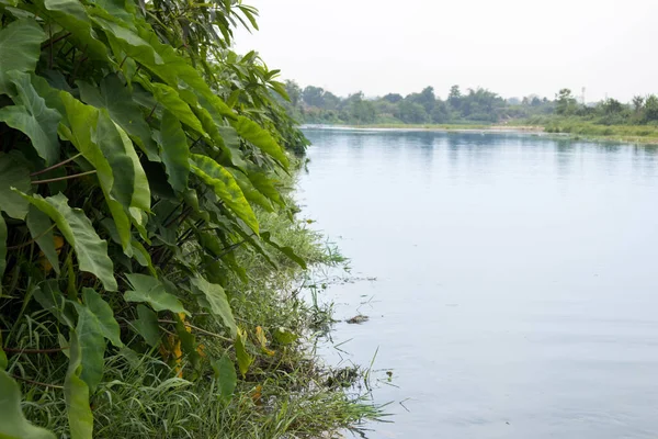 Kalme Water Van Een Rivier Met Het Groen Oever Van — Stockfoto