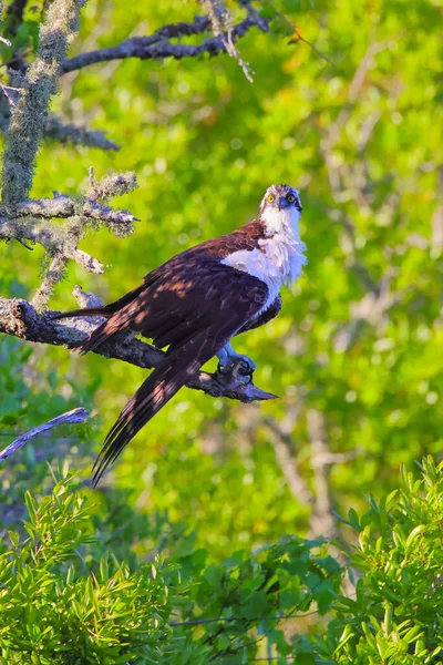 獲物の鳥の選択的焦点は枝に突き刺さった — ストック写真