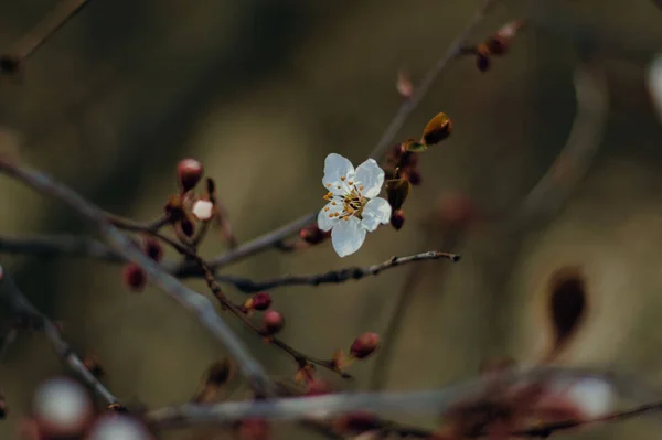 在朦胧的背景下 森林中一朵白樱花的风景 — 图库照片