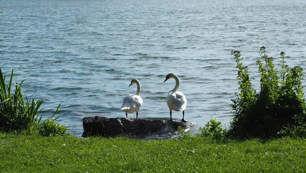 海边有两只白天鹅 — 图库照片