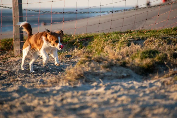 Close Shot Kooikerhondje Breed Dog Park Volleyball Net — Stock Photo, Image