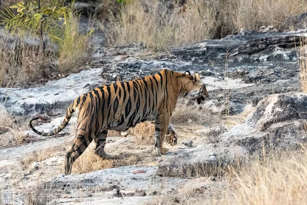 Tiger Walking Rocks Forest India Madhya Pradesh — Stock Photo, Image