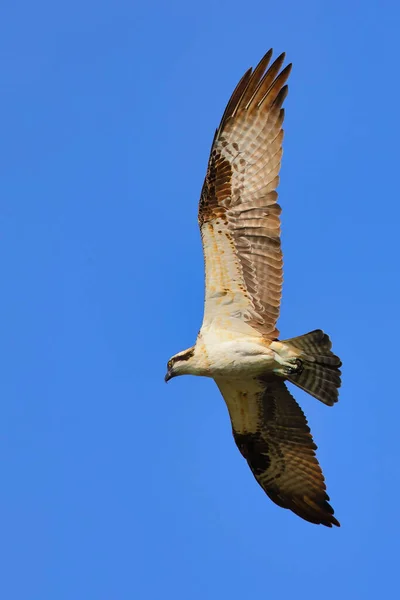 A scenic view of an Osprey soaring in the blue sky