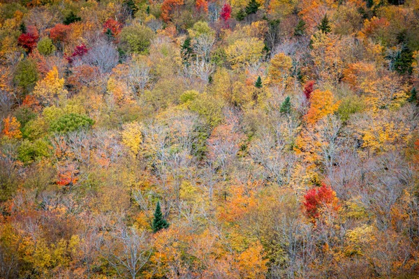 Pohled Ptačí Perspektivy Podzimní Listí Hustém Lese Během Dne Oblasti — Stock fotografie