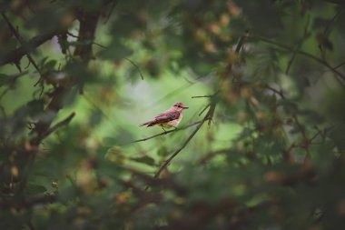 Common finch sitting on a branch surrounded by thick layer of branches
