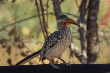 Güney sarı gagalı bir boynuz gagasının seçici bir odak noktası.