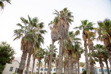 A low-angle shot of Arabian palm trees against a cloudless sky