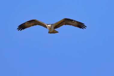 Mavi gökyüzünde süzülen bir Osprey manzarası