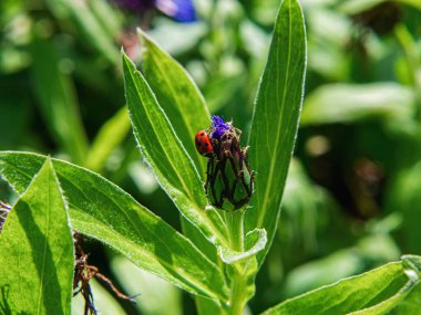 Yeşil bir çiçeğin üzerindeki sıradan bir sineğin yakın plan fotoğrafı.