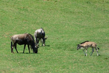 The gnu antelope grazing on the field