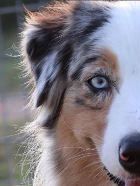 A half portrait of an adorable Blue Merle Australian Shepherd with an innocent glance