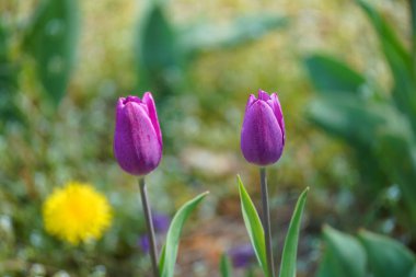 Bulanık bir arkaplan karşısında iki mor lalenin yakın çekimi