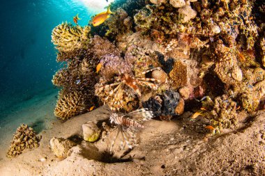 A scenic view of colorful various fish swimming underwater against corals
