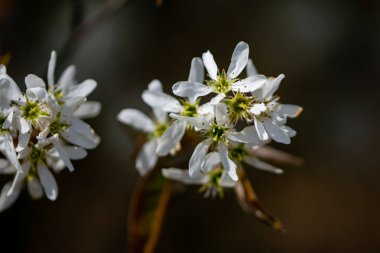 A closeup shot of white blossoms on a wild tree