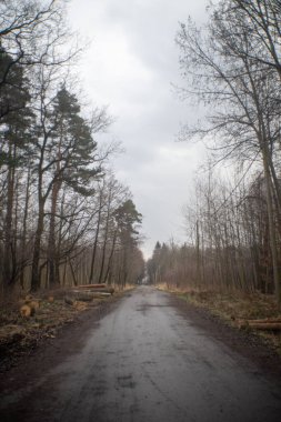 Ağaçlarla dolu bir ormanda yürüme yolunun dikey görüntüsü..
