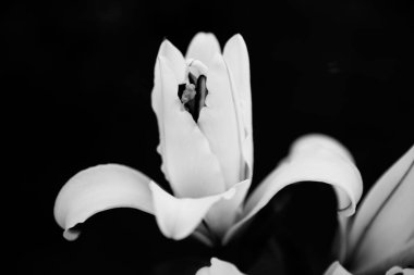 A closeup of a lily flower in black and white
