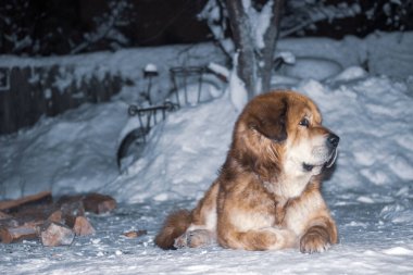 A closeup of the Tibetan Mastiff dog lying outside on the snow