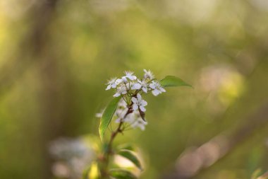 A shallow focus shot of apple blossoms blooming on the tree in the garden on a sunny day with blurred background