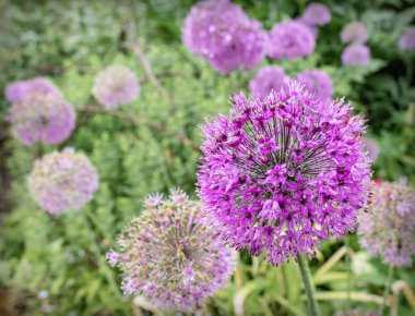 A closeup shot of blooming purple allium flowers at Hidcote Gardens National Trust, Gloucestershire