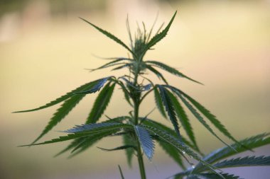A selective focus shot of a cannabis plant
