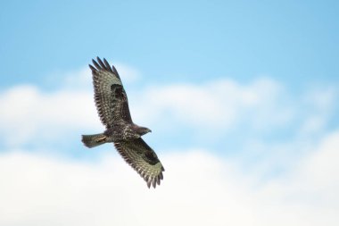 A low angle shot of an eagle in the sky during the day