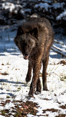 Karlı bir kış gününde ormanda siyah bir İngiliz Kolombiya kurdu.