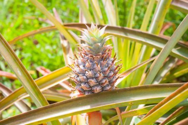 Güneşin altındaki ağacında ananasın yakın plan çekimi.