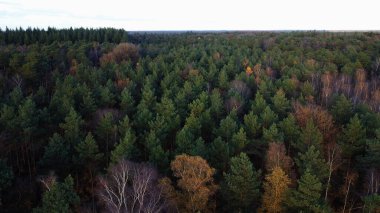 Koyu yeşil, sarı ve mor ağaçlarla dolu uçsuz bucaksız bir ormanın nefes kesici hava manzarası.