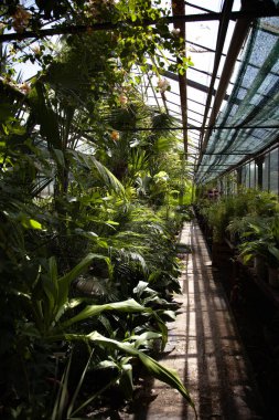 Botanik bahçesindeki farklı bitkilerin dikey çekimi.