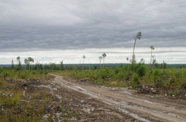 Kuzey Ontario, Kanada 'da çalılıklara giden bir kereste yolu.