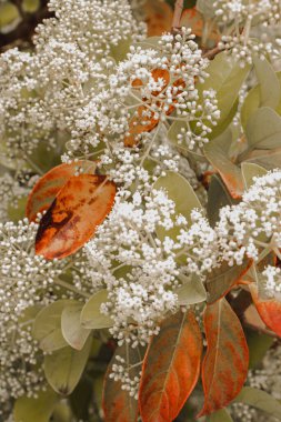 Kırmızı uçlu fotinya ve Noel meyvesi olarak bilinen beyaz fotinia x fraseri.