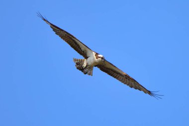 Mavi gökyüzünde uçan bir Osprey