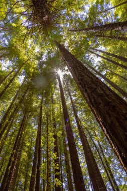 Victoria, Avustralya 'daki sekoya ormanında güneş ışığı alan uzun ağaç gövdelerinin alçak açılı çekimi.