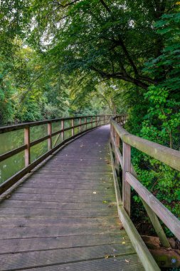 Göl kıyısında, sık ağaçlarla çevrili ahşap bir patika.