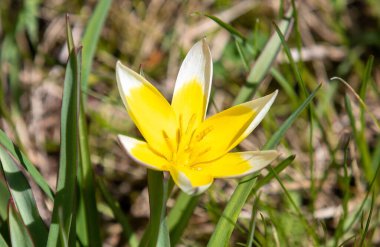 A closeup of a Tulipa tarda flower on a sunny day