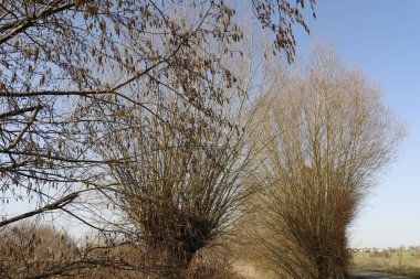 Çıplak ağaçlarla dolu güzel bir sonbahar manzarası