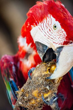 Arka planı bulanık kırmızı bir papağanın dikey ve yakın plan görüntüsü.